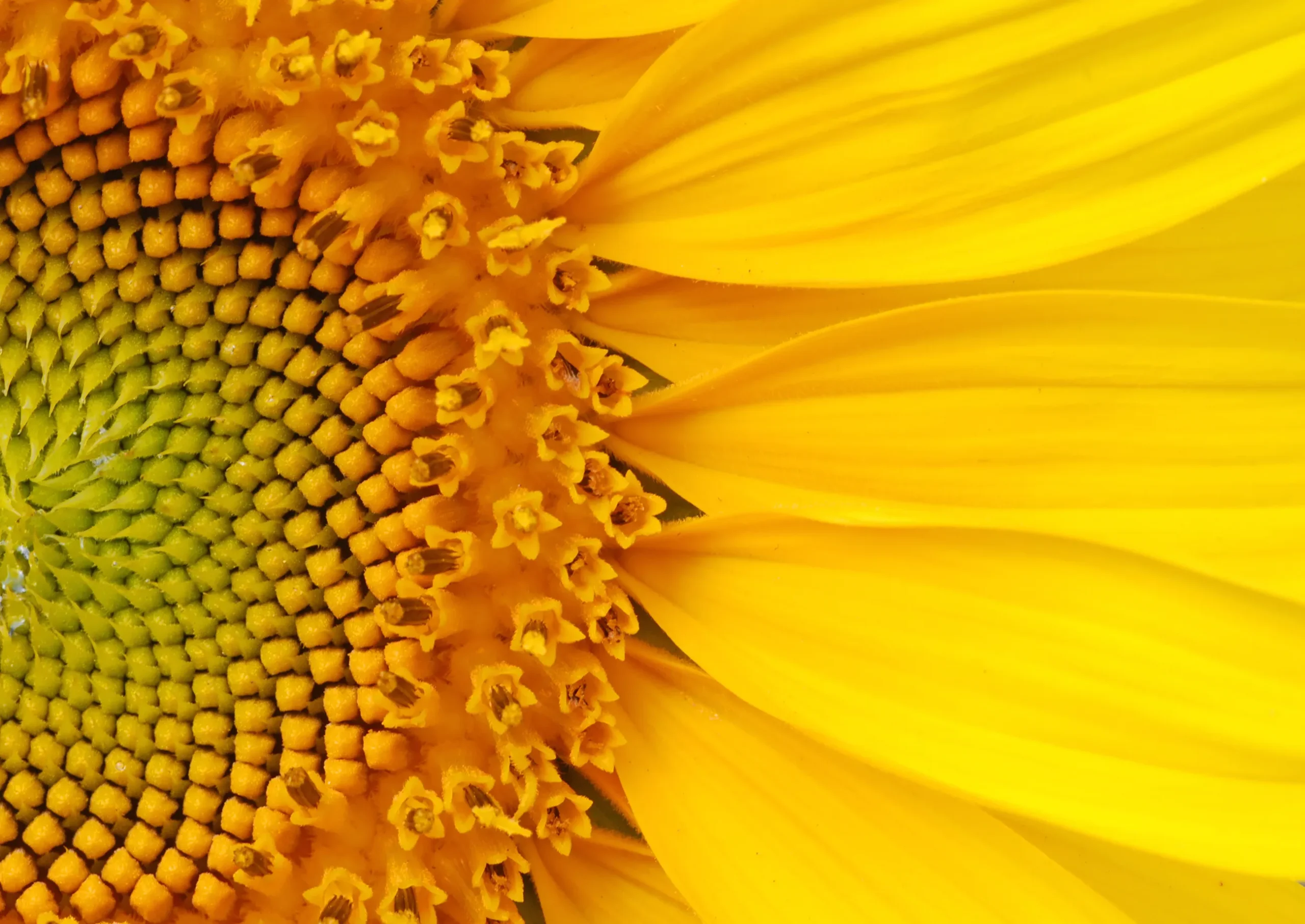 Close up image of sunflower